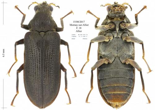 Potamophilus acuminatus